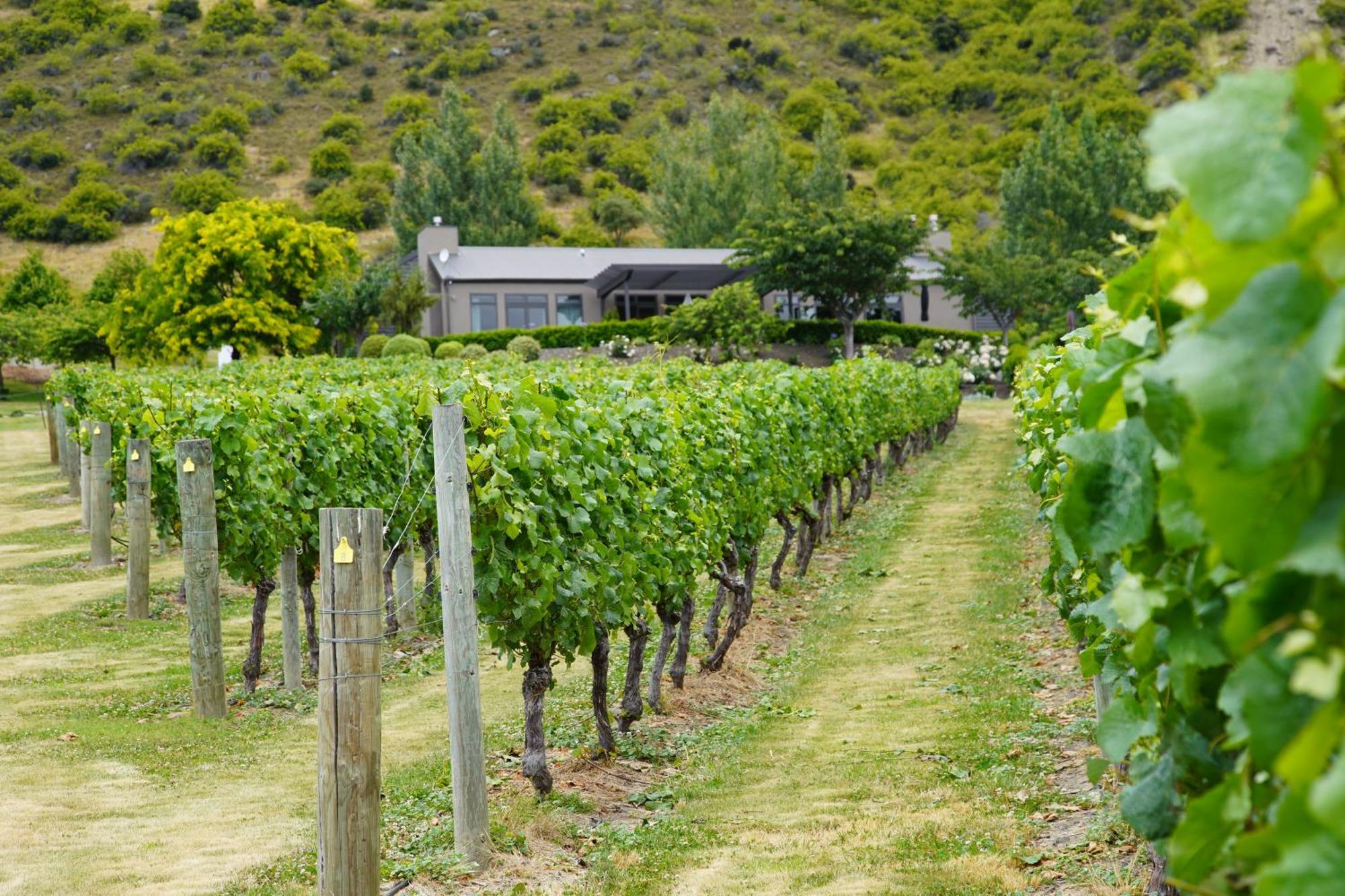 Mt Rosa Lodge Boutique Vineyard Accommodation Уанака Екстериор снимка