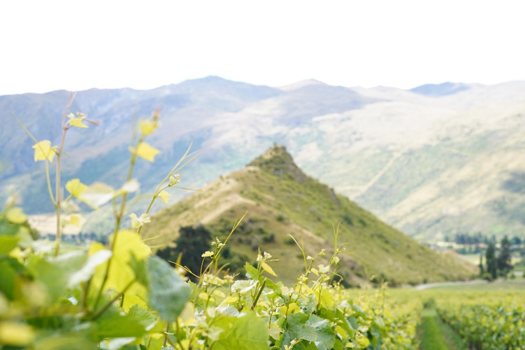 Mt Rosa Lodge Boutique Vineyard Accommodation Уанака Екстериор снимка