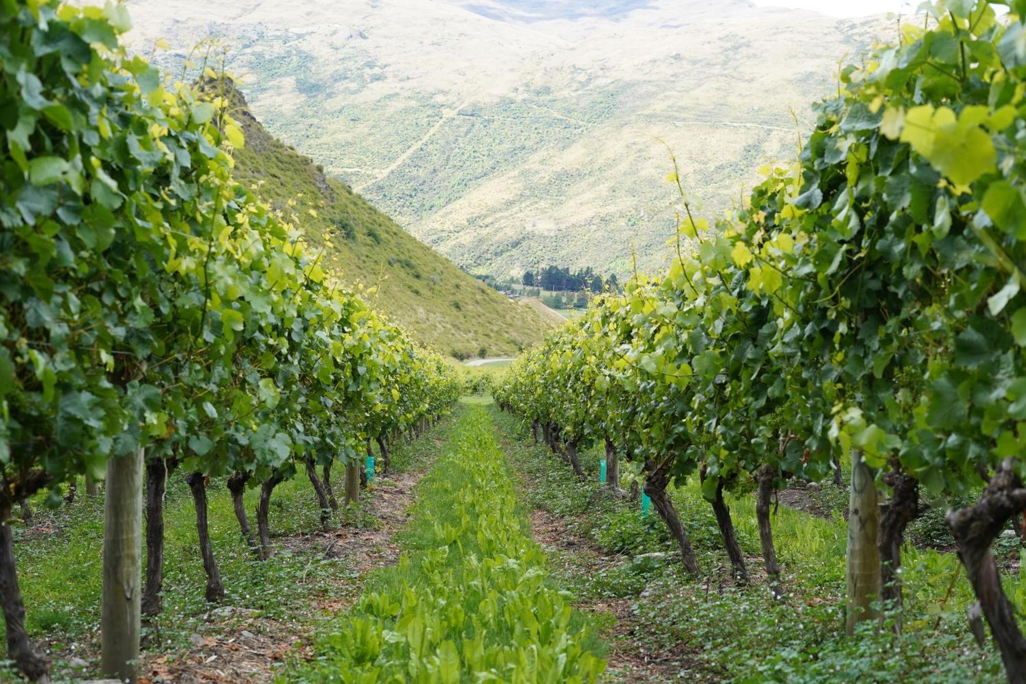 Mt Rosa Lodge Boutique Vineyard Accommodation Уанака Екстериор снимка